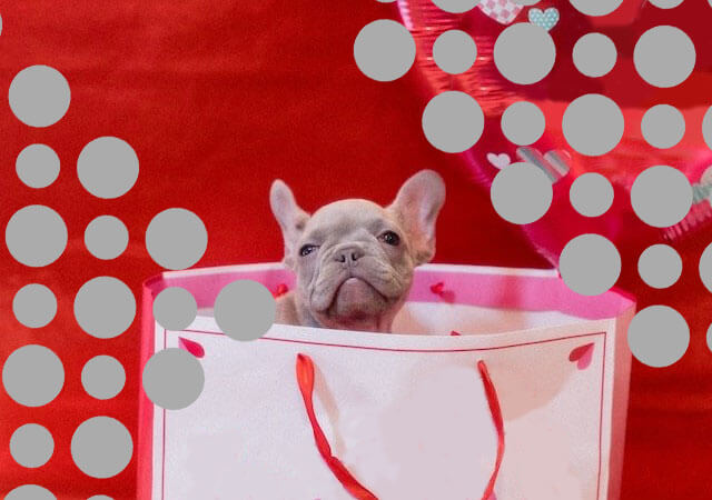 Micro mini French Bulldog