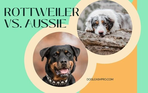 Rottweiler vs Australian Shepherd