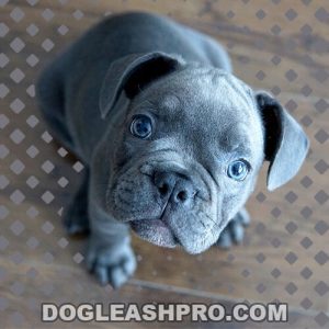 Teacup Blue French Bulldog
