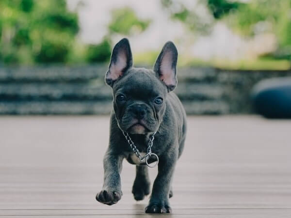 Teacup French Bulldog Blue eyes