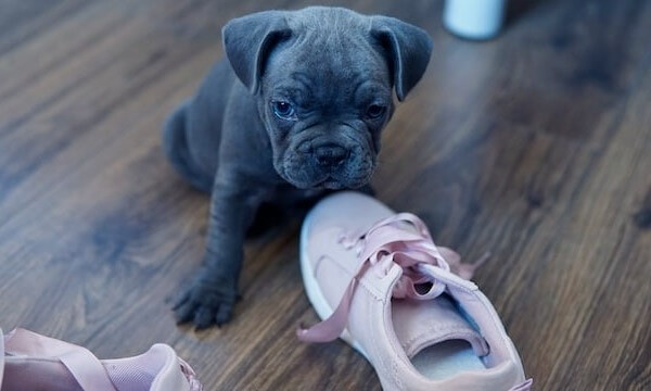 Teacup Blue French Bulldog puppies