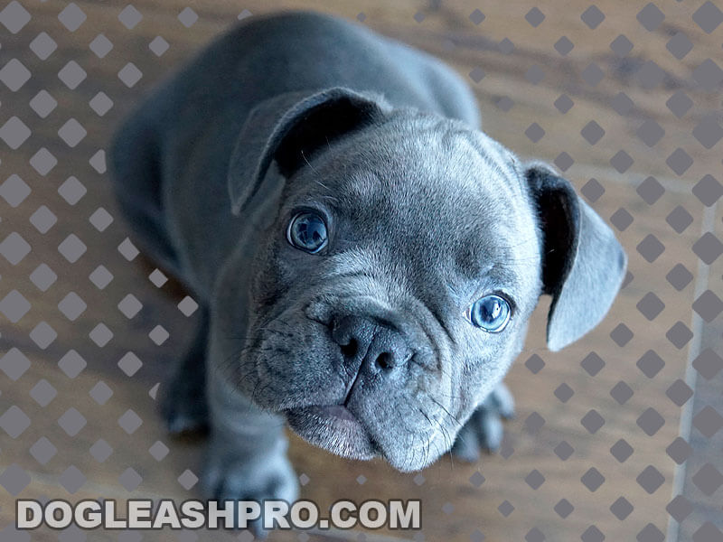 how much does a blue french bulldog cost