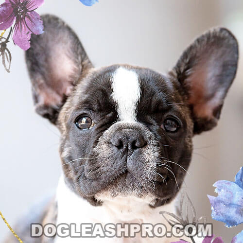 Teacup French Bulldog: Complete Guide - Dog Leash Pro