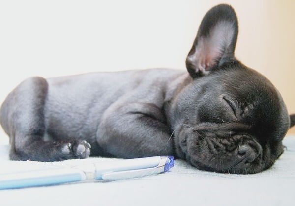 how much do Teacup French Bulldogs cost