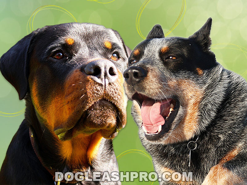 how many times a year do rottweilers go into heat