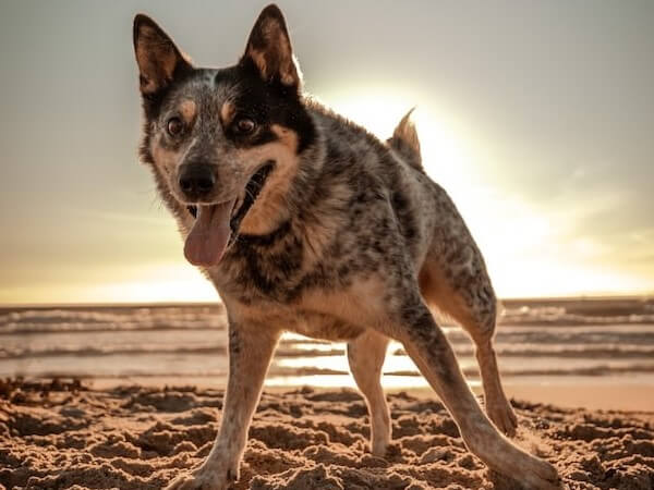 Rottweiler Mix With Blue Heeler