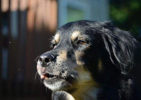 Border Collie Mixed with Rottweiler