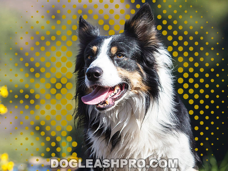 Border Collie Rottweiler Mix: Complete Guide - Dog Leash Pro