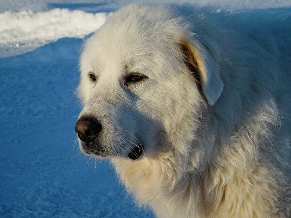 Great Pyrenees Mix with Pitbull