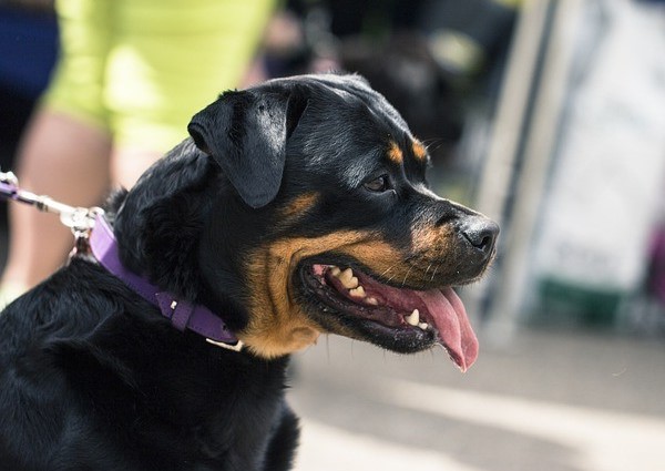 Rottie Pug Mix