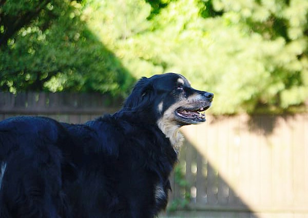 Rottweiler Collie Mix