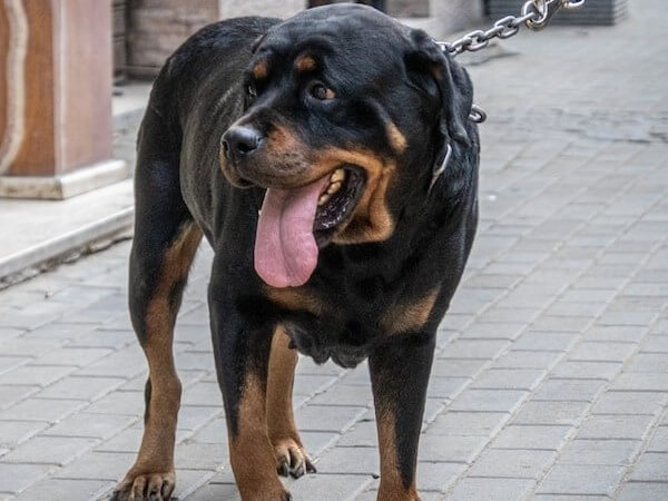 Rottweiler Mixed With Blue Heeler