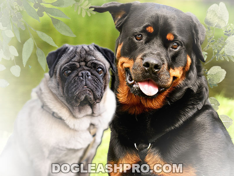 Pug Rottweiler Mix: Complete Guide - Dog Leash Pro