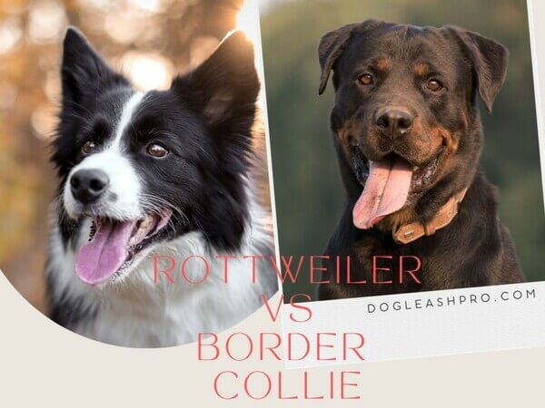 Border Collie vs Rottweiler