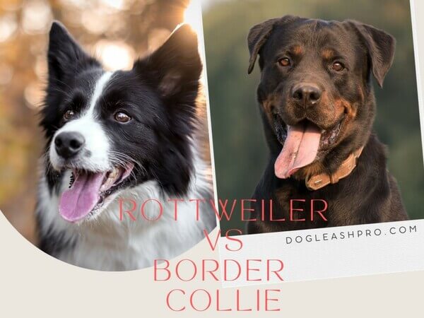 Border Collie Rottweiler Mix: Complete Guide - Dog Leash Pro