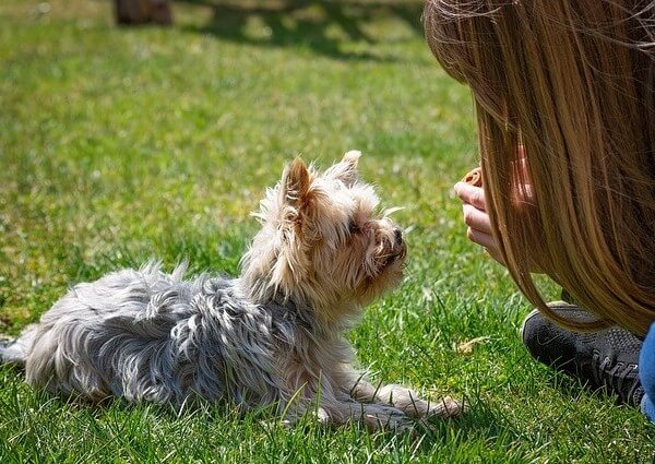 Corgi Yorkie