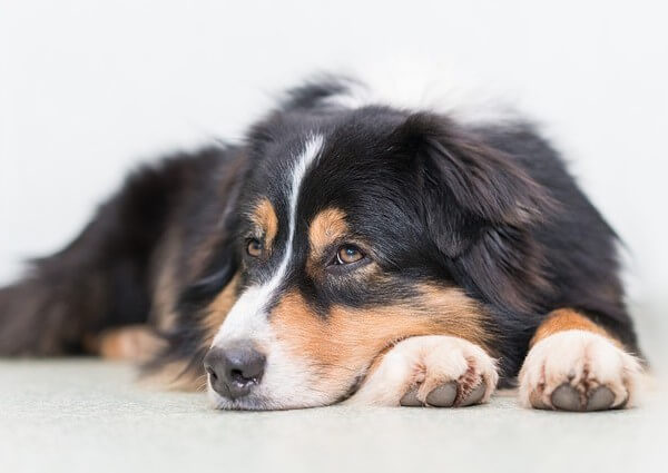 Are Australian Shepherd Hypoallergenic