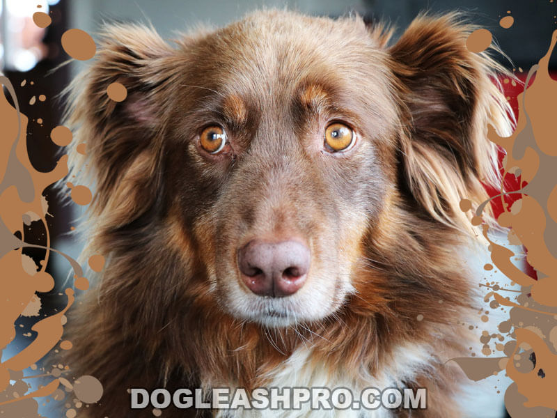 Are Australian Shepherds Hypoallergenic