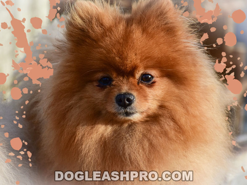 are pomeranian poodles hypoallergenic