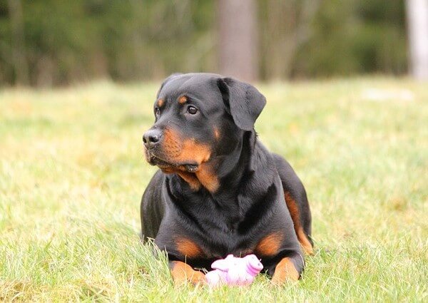 Hypoallergenic Rottweiler