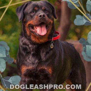 Are Rottweilers Hypoallergenic