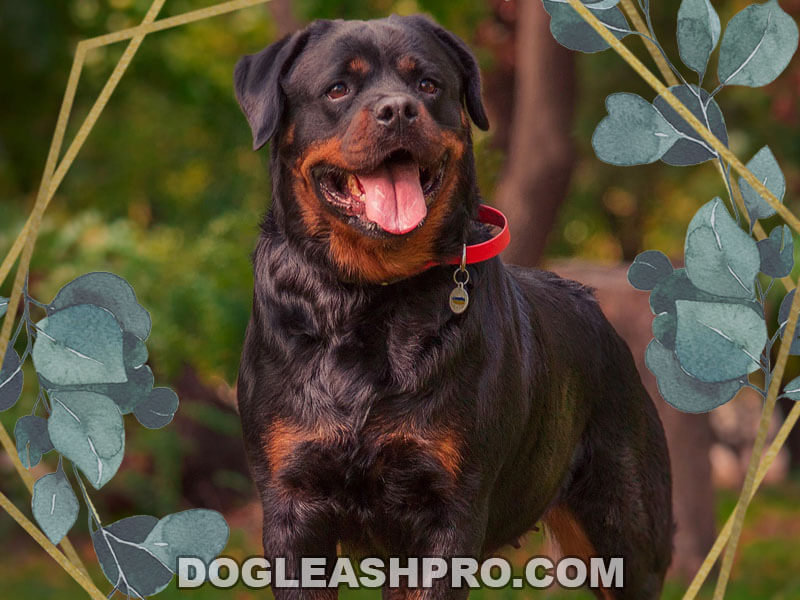 Are Rottweilers Hypoallergenic