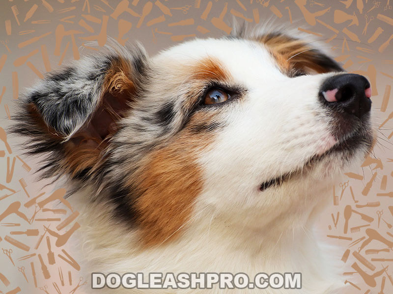 Do Australian Shepherds Shed