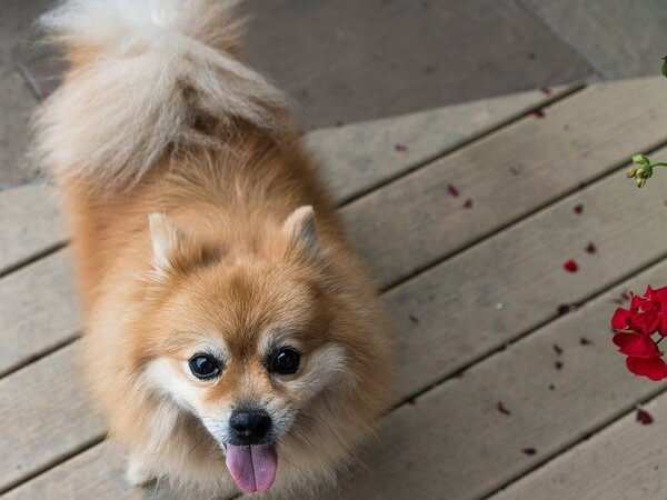 Do Pomeranians Shed a lot of hair