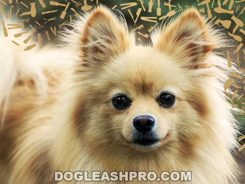 do pomeranians coats change color