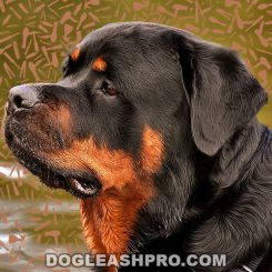 Do Rottweilers Shed
