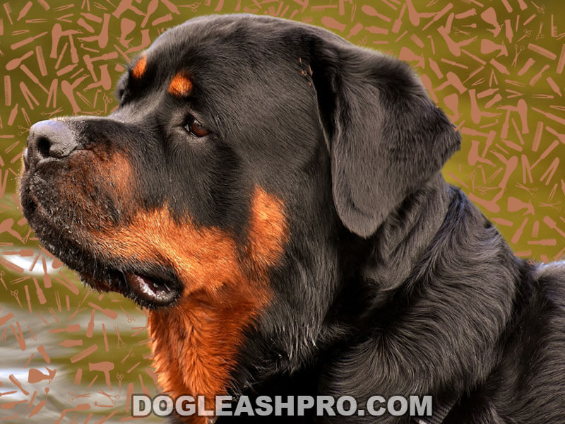 are rottweilers easy to groom