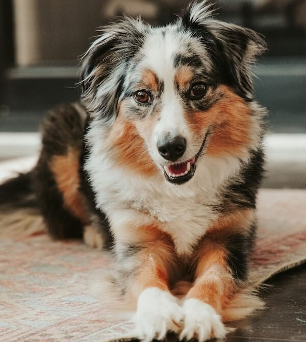 Do miniature Australian Shepherds Shed