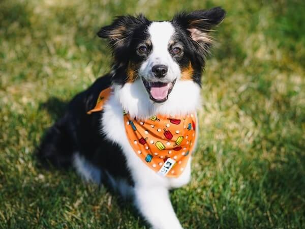 Do toy Australian Shepherd Shed