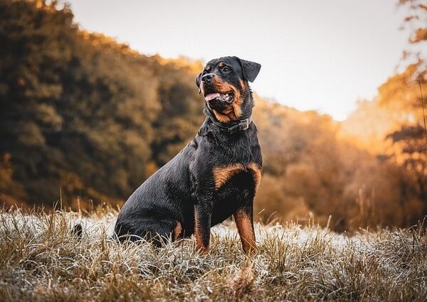 Does Rottweilers Shed a lot