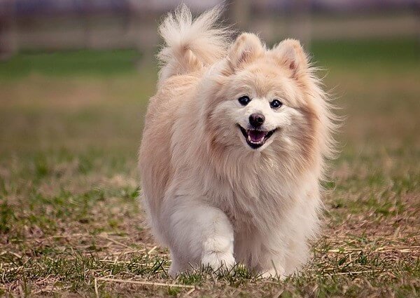 Do Pomeranians have fur or hair