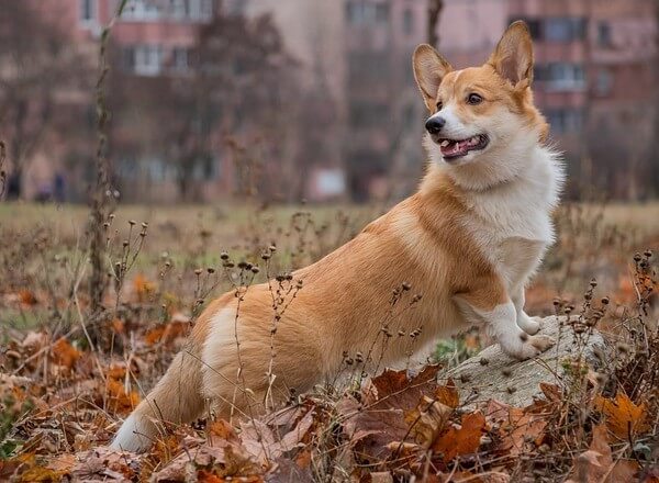 Fluffy Corgi vs regular