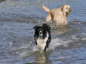 Border Collie Golden Retriever Mix: Complete Guide - Dog Leash Pro