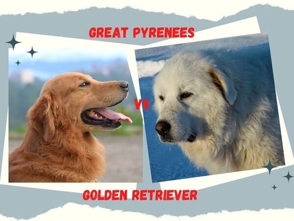 english cream Golden Retriever vs Great Pyrenees