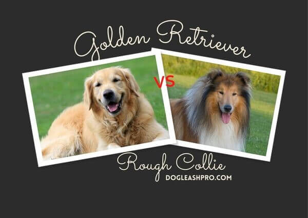 Golden Retriever vs Collie
