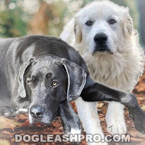 Great Dane Great Pyrenees Mix