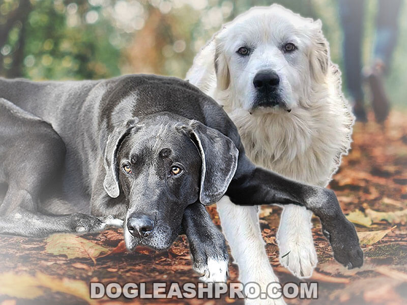 Great Dane Great Pyrenees Mix