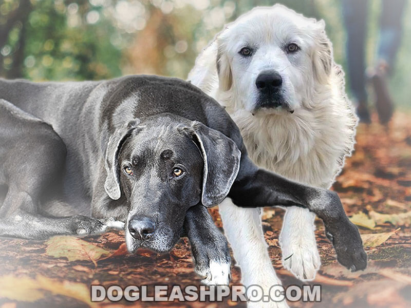 Great Pyredane Information, Pictures, Reviews And Q&A Great Dane, Dog ...