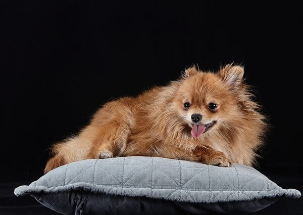 Does Pomeranian Shed