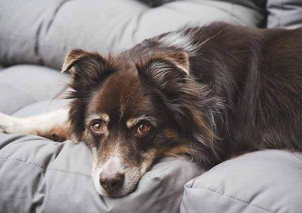 Hypoallergenic Australian Shepherd