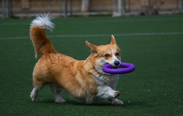 Long Corgi