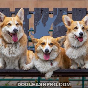 Long Haired Corgi