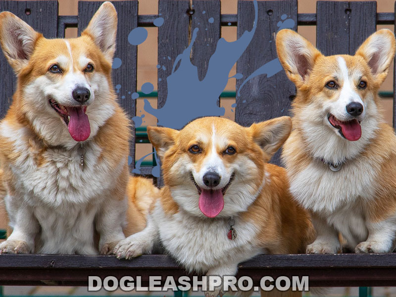 Long Haired Corgi