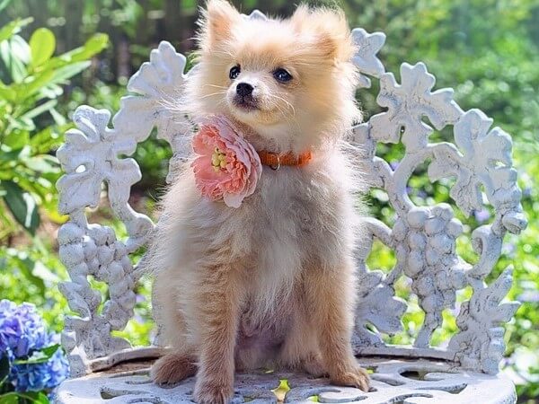 Does a Pomeranian Shed