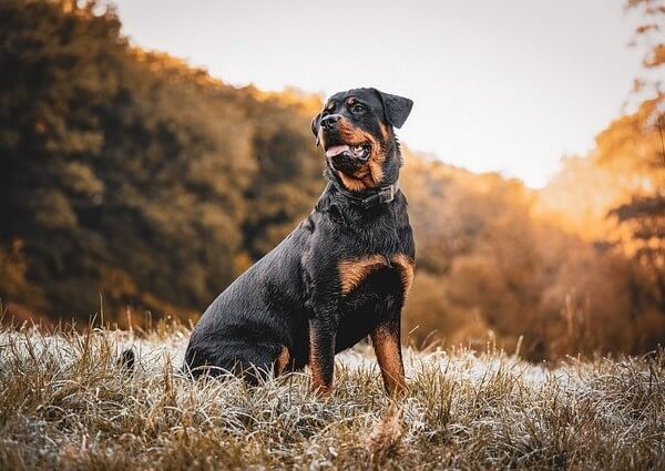 Rottweiler and Lab Mix
