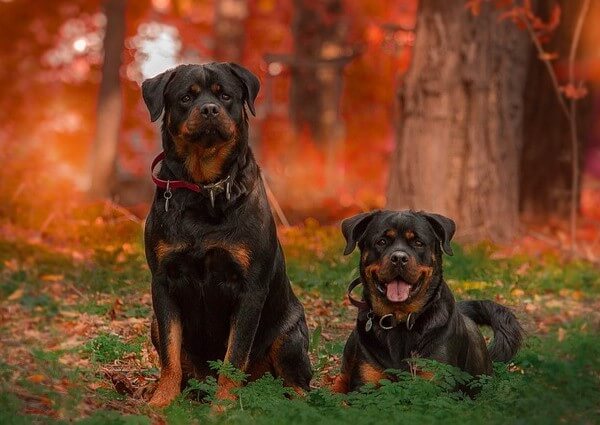 why Do Rottweilers Shed so much
